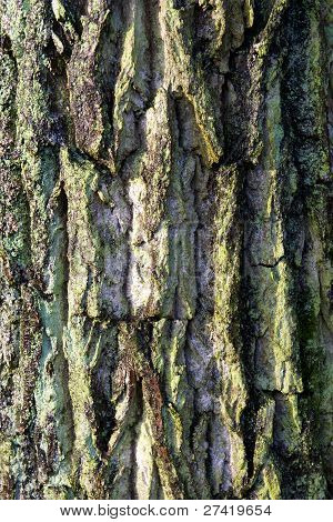 bark