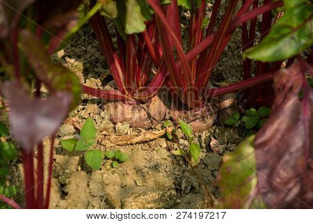 Close Up Of Pink Color Beetroot ( Beta Vulgaris ) Growing In Soil With Stumps Of The Beet Tops, Sele