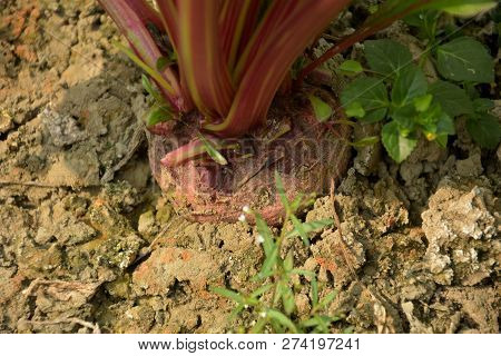 Close Up Of Pink Color Beetroot ( Beta Vulgaris ) Growing In Soil With Stumps Of The Beet Tops, Sele