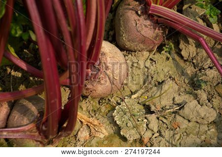 Close Up Of Pink Color Beetroot ( Beta Vulgaris ) Growing In Soil With Stumps Of The Beet Tops, Sele