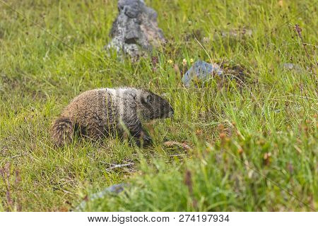 Round Marmot Strolls Through Sub-alpine Meadow In Washington State