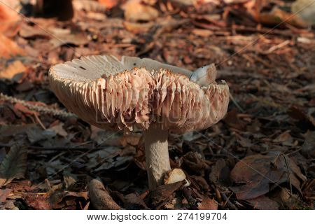 Cracked Roof Fungus (pluteus Diettrichii) In The Buchwald. The Mushroom Grows On The Ground. On The 