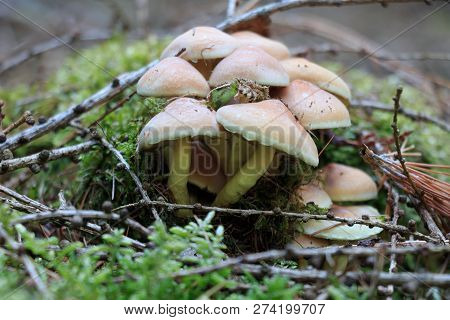 Mushroom - Green-leaved Sulfur Head Grows On A Tree Stump. Moss Can Be Seen Next To The Tree Stump. 