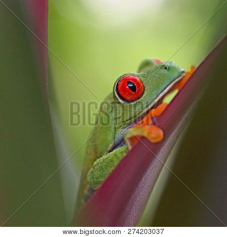 Red eyed tree frog, Agalychnis callidrias hiding between the leafs in the tropical rain forest of Costa Rica.