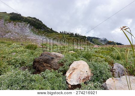 Delicate Subalpine Meadow With Rocks And Groups Of Trees