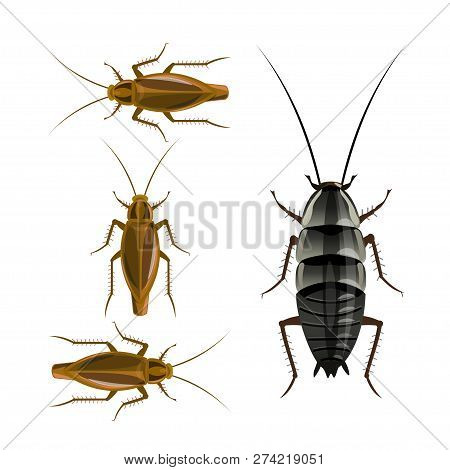 Oriental And German Cockroaches. Vector Illustration Isolated On White Background