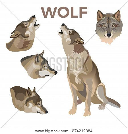 Gray Wolves Set. Vector Illustration Isolated On White Background