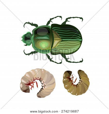 Rose Chafer With Larwae. Vector Illustration Isolated On White Background