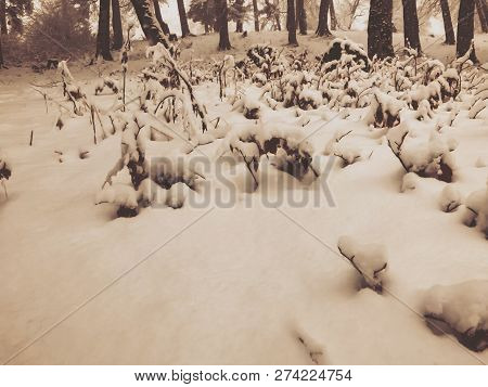 Snowfall. Snow Covered Trees And Autmn Leaves In The Ground In The Snowfall. Winter In Mountain Ski 