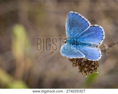 The Adonis Blue (polyommatus Bellargus) Butterfly In The Family Lycaenidae Sitting On A Plant