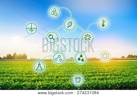 Carrots In The Field. Scientific Work And Development Of New Methods And Selection Of Varieties. Hig