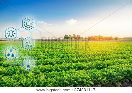 Carrots In The Field. Scientific Work And Development Of New Methods And Selection Of Varieties. Hig