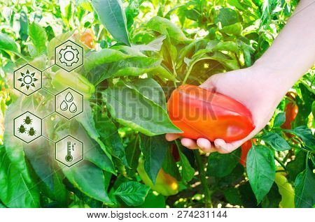 Harvest Pepper. Scientific Work And Development Of New Methods And Selection Of Varieties. High Tech