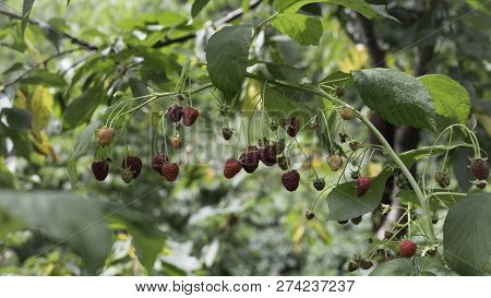 Raspberries Are Very Tasty And Healthy. Ripe Berries On A Branch Are Very Beautiful.