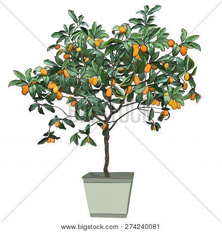 Tree A Kumquat (fortunella Swingle L.) With Mature Fruits, In A Pot, The Color Vector Image On A Whi