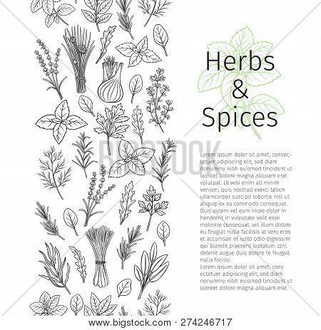 Culinary Herbs And Spice Seamless Border. Bay Leaf, Lemongrass, Fennel, Dill, Cilantro And Chives. T