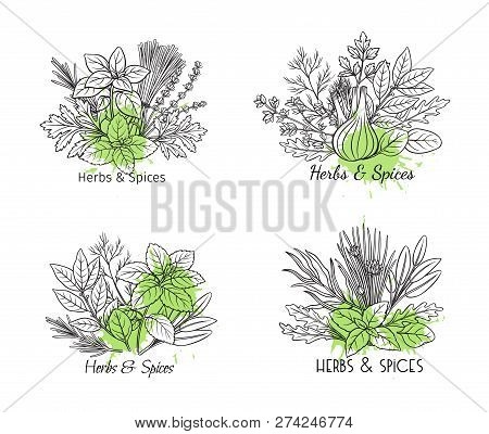 Culinary Herbs And Spice Banners. Bay Leaf, Lemongrass, Fennel, Dill, Cilantro And Chives. Thyme, Le