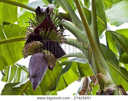 Banan træ