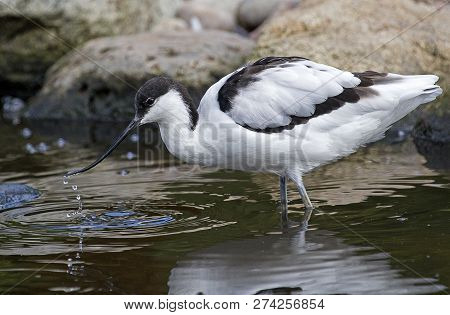 An Avocet Sifting For Food In Local Wetlands