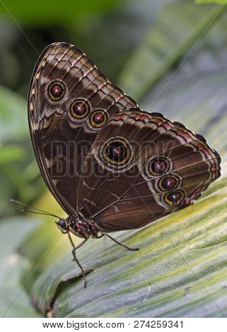 A Blue Morpho Butterfly At Rest Wings Closed On A Leaf