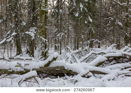Wintertime Morning Just Snowfall After