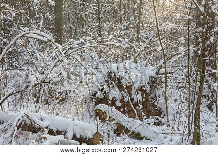 Wintertime Morning Just Snowfall After