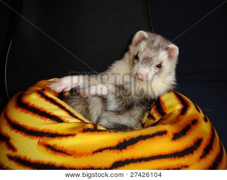 Ferret posando en almohada