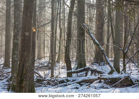 Old Deciduous Forest In Sunny Winter Day