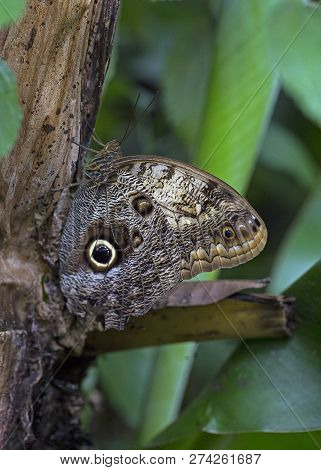 A Great Owl Butterfly At Rest Wings Closed