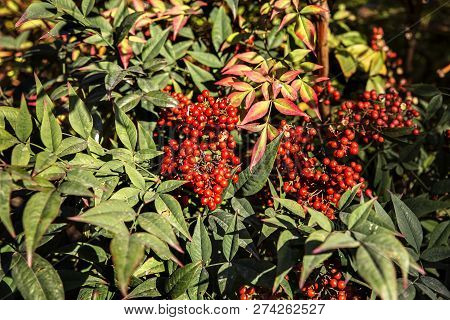 Red Fruit On Green  Shrub Aucuba Japonica In Winter Season