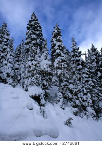 Alberi coperta di neve
