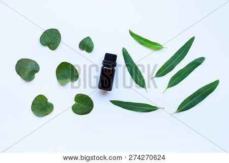 Eucalyptus Aromatherapy Essential Oil With Green Ecalyptus Leaves On White