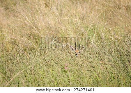 Shy Mature Steenbok Male Hiding In Tall Green Grass.