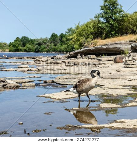 Squared View Of A Goose Walking Along The Shore Of The Ottawa River On A Beautiful Sunny Day