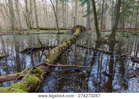 Springtime Wet Mixed Forest With Standing Water