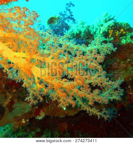 Нellow Soft Corals Alcionaria, Egypt,  Red Sea