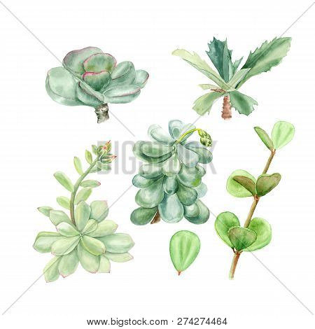 Tropical Plants Succulents Pachyphytum, Echeveria, Peperomia, Kalanchoe, Adromischus. Botanical Wate