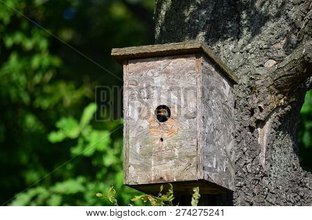 Starling (young Bird) In The Nestbox. Fauna Of Ukraine.