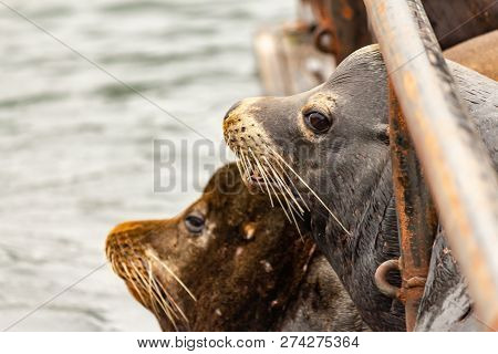 Gray Sealion Laying With Brown Sealion Looking Out To Sea