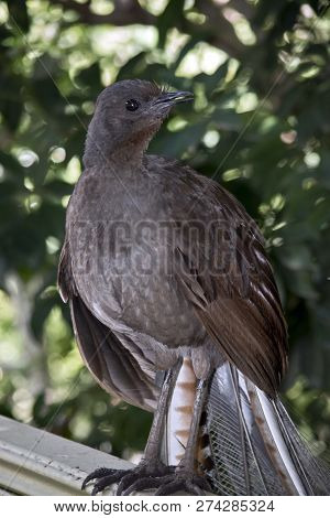 This Is A Close Up Of A Lyre Bird On A Fence