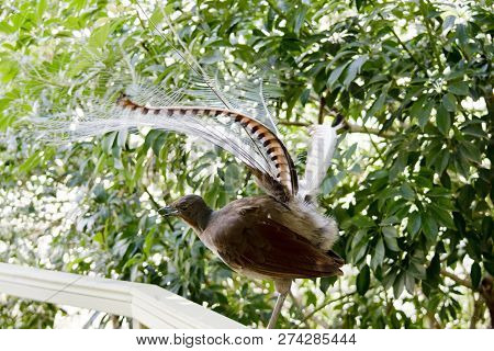 The Lyre Bird Has Its Tail Up To Make Him Look Larger To Scare Away Preditors
