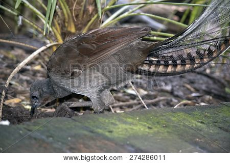 This Is A Close Up Of A Lyre Bird Looking For Food
