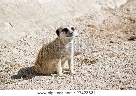 The Young Meekat Is Sitting On The Ground