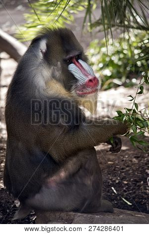 This Is A Side View Of A Mandrill  Resting And Eating Leaves