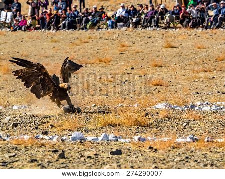 Well Trained Golden Eagle Attacks Prey On The Floor In The Golden Eagle Hunter Festival At Ulgii In 