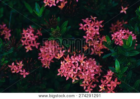 Ixora Red Flowers On The Tree,ixora Pink