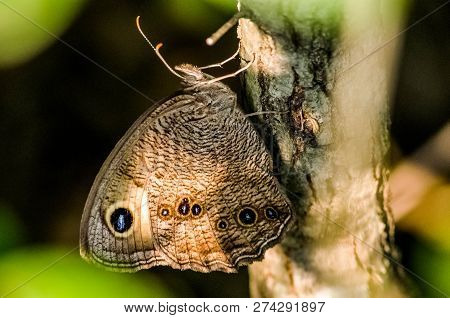 Owl Butterfly On Wood Stump In Forest.