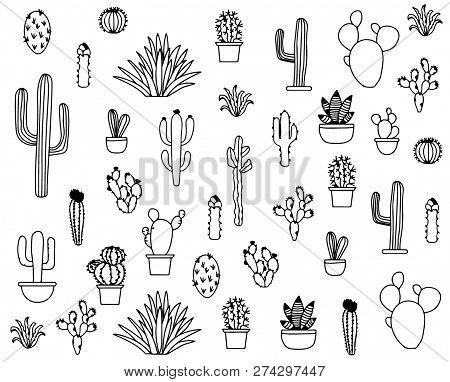 Black And White Cactus Succulents Illustration Vectors Background Jpeg