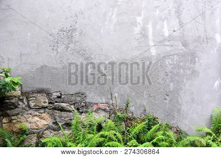 Cracked Concrete Wall Texture Background With The Green Sword Fern (nephrolepis Exaltata Fern) At Th