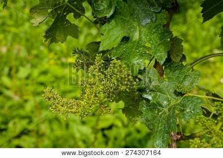 Photo Picture Of Acinus Unripe Grape Fresh Green Bunches
